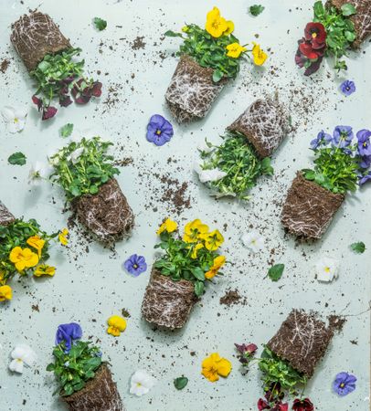 Summer flowers pattern with roots and earth. Various colorful blooming pansies at pale blue background.  Gardening concept with plants Garden work. Top view.