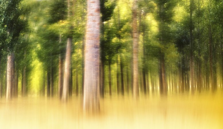 Blurred trees in green forest