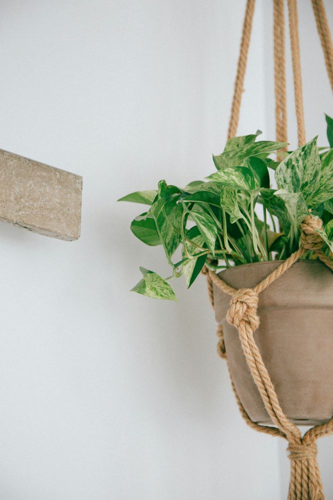 Hanging Houseplant in Macrame Holder Minimalist