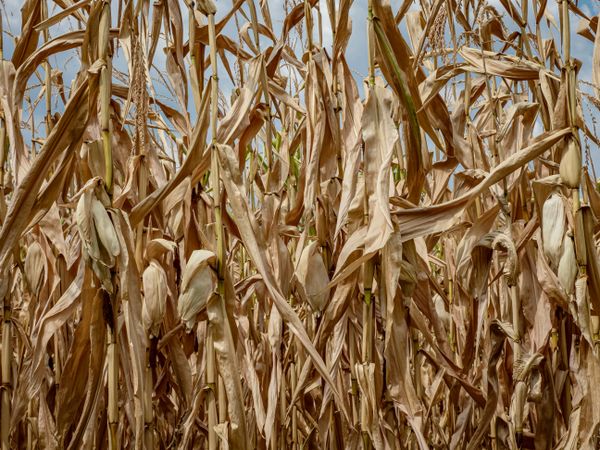 Dry leaves and corn stalks ready for harvest.