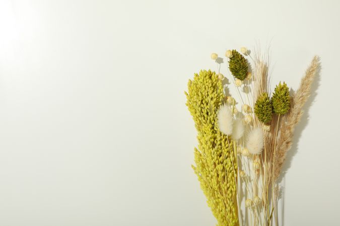 Variety of dried flowers in a line with copy space