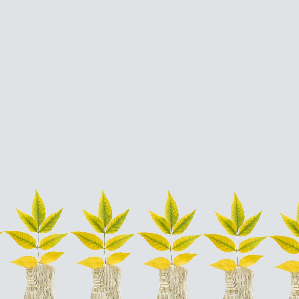 Green yellow autumn leaves pattern on a bright background with copy space