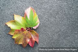 Fall leaves with marijuana leaf on pavement 0LkWXb