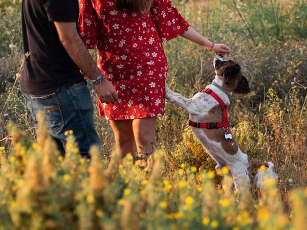Happy active couple playing with dog outdoors