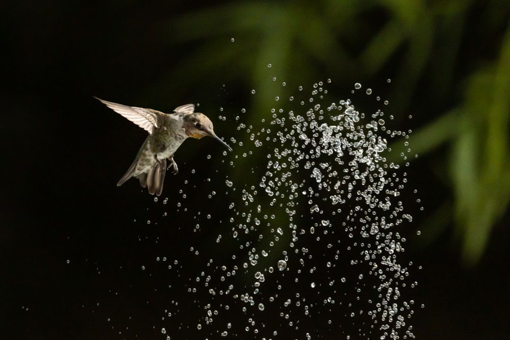 Hummingbird in Flight