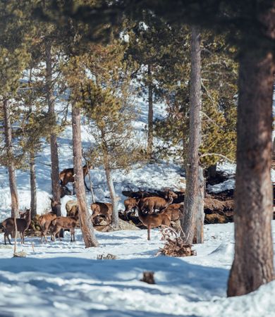 Noble deers near trees between snow