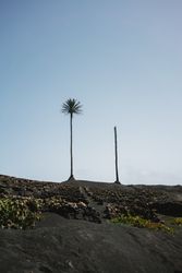 Single palm tree on road in Lazarote