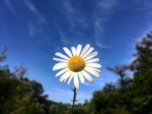 Marguerite in full bloom under blue sky