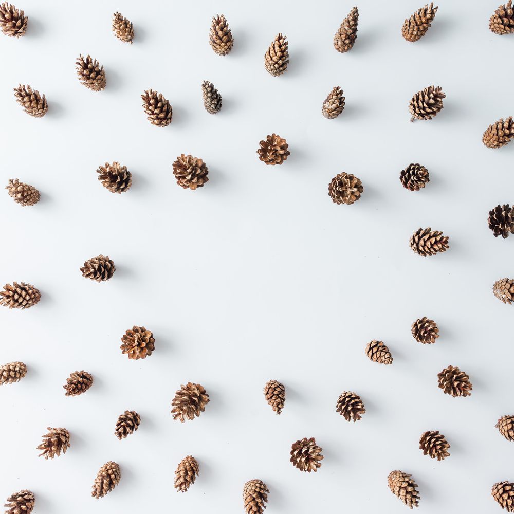 Winter forest aerial made of pinecones