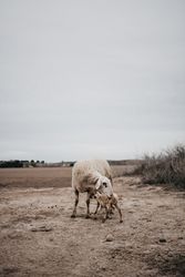 Sheep grazing in the mountain