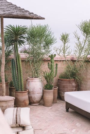Plants and sofa on terrace