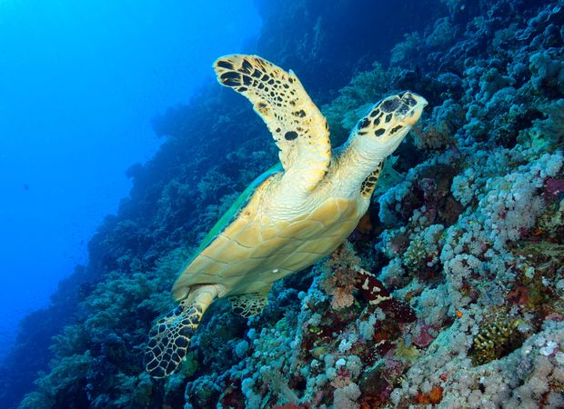 Underwater shot of turtle swimming