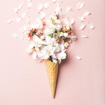 Waffle cone with light almond blossom on a pink background with decorative petals