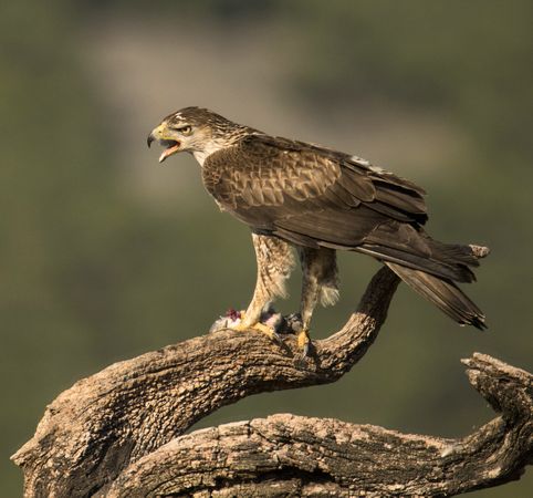 Furious wild eagle