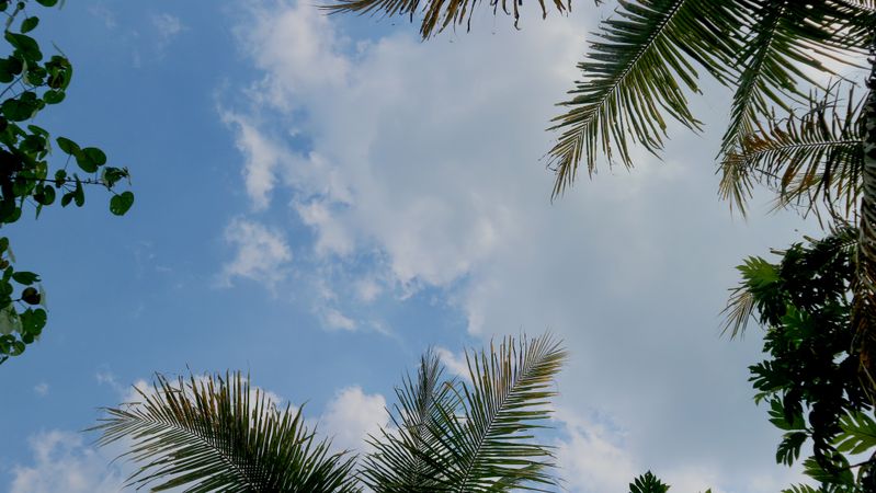 Clouds and tropical trees with copy space