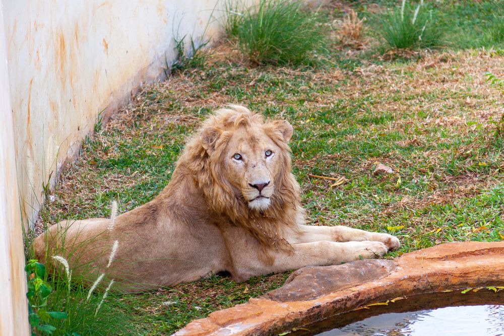 Lion King