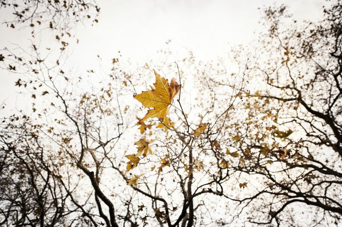 Park with trees with yellow leaves