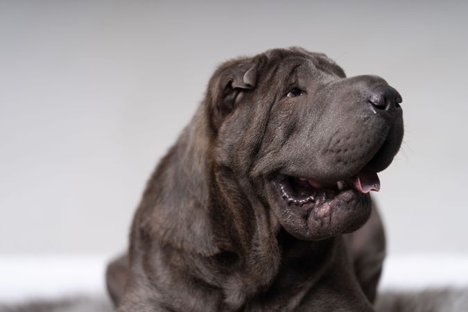 Portrait of shar pei dog looking to the side