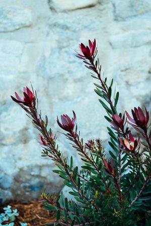 Dark pink flowers