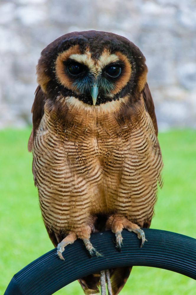 Brown owl on metal round table