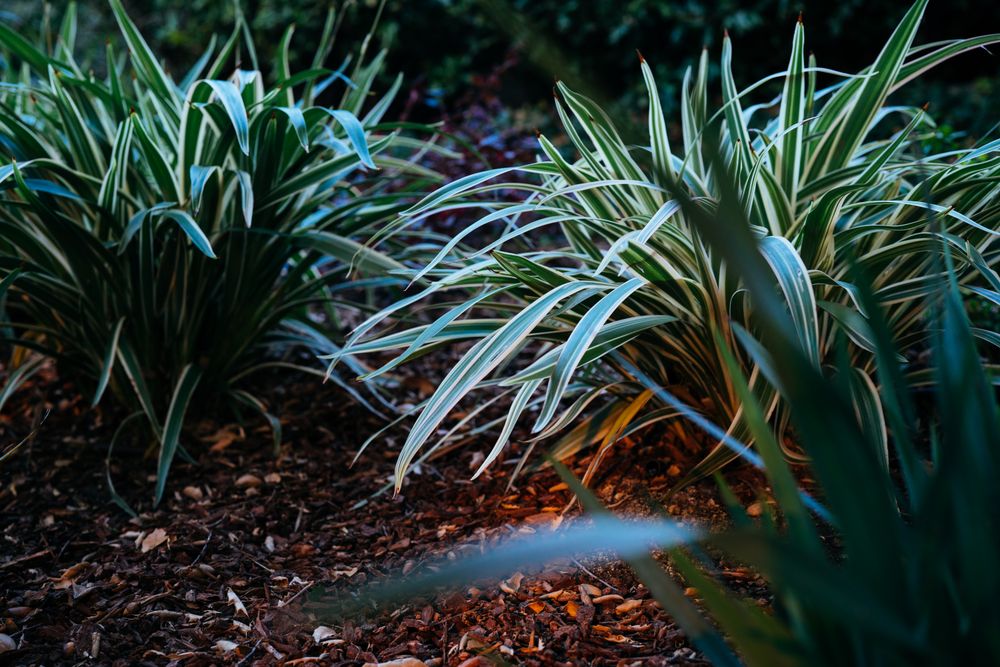 Variegated grasses in garden