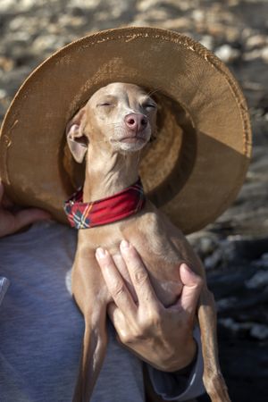 Little italian greyhound dog with hat in the beach