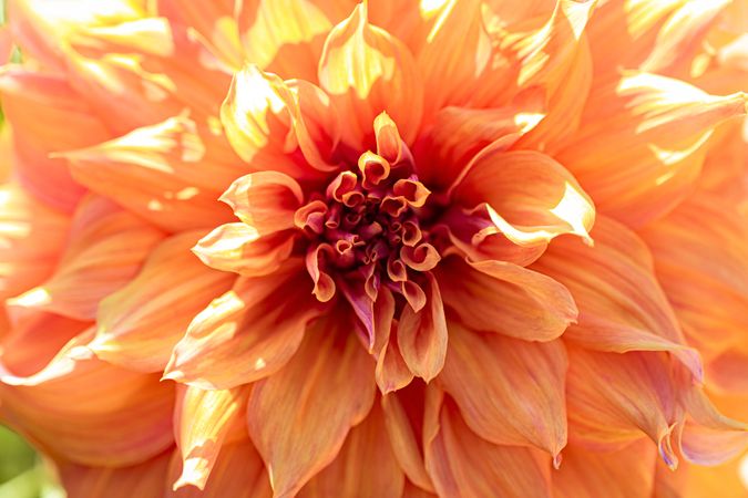 Close up of center of orange dahlia with selective focus