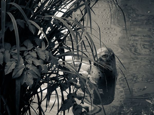 Seal hiding behind reeds and leaves