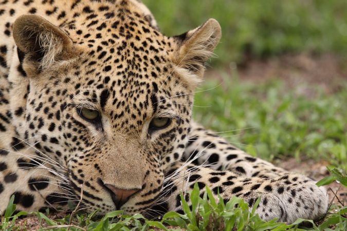 Leopard lying in grass