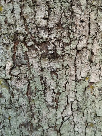 texture of the rough bark of a mahogany tree