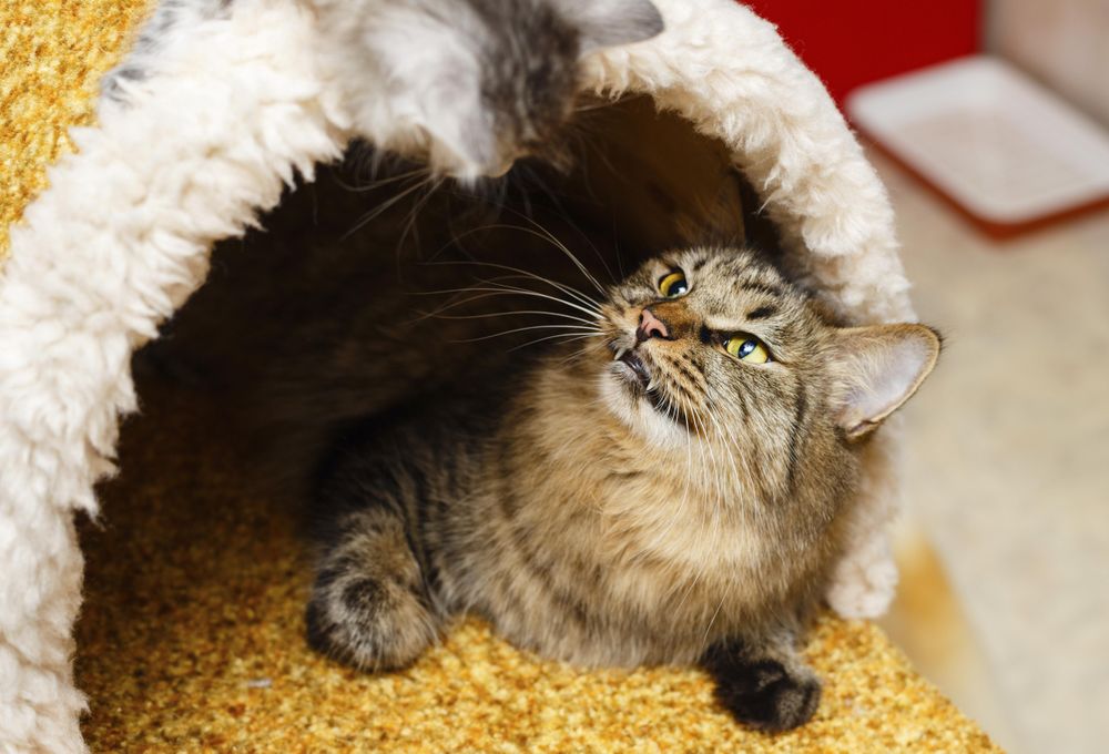 Fluffy grey tabby cat bearing it’s teeth