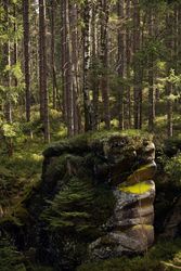 Stones overgrown with moss in green woods