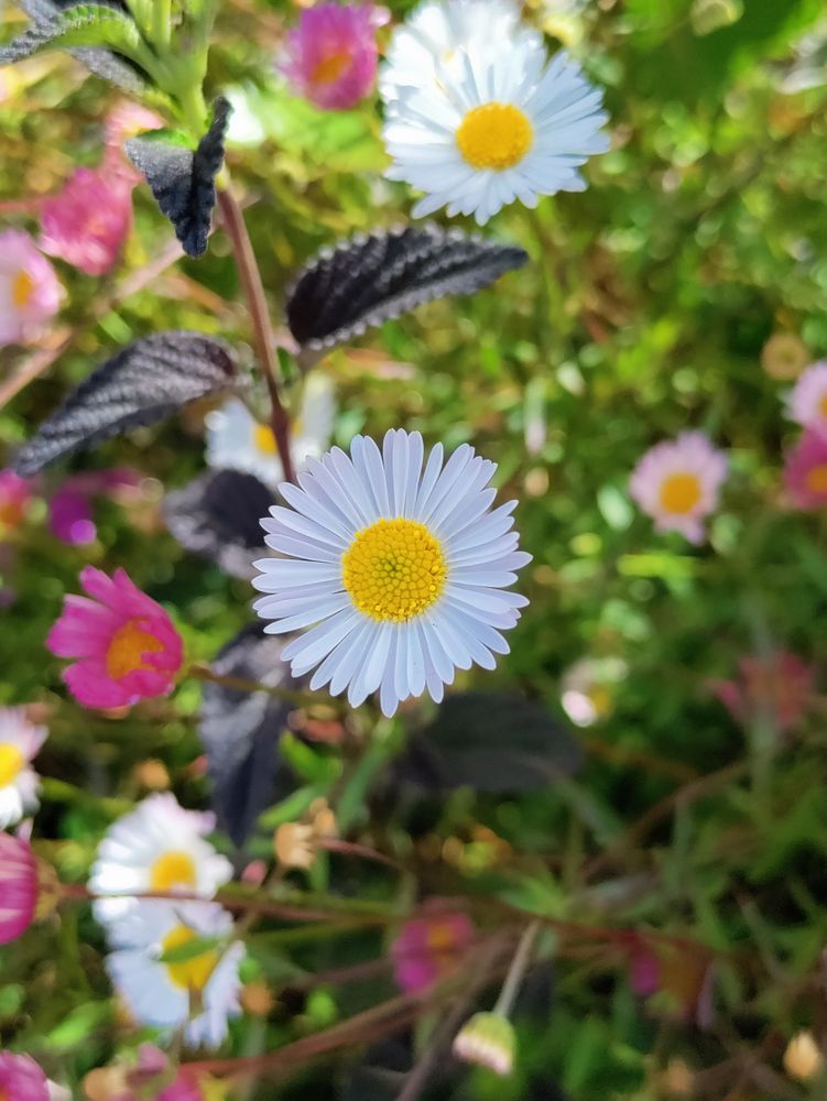 Two daisy fleabane flowers among grass
