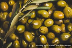 Close up of fresh olives on the vine 4Aj6mb