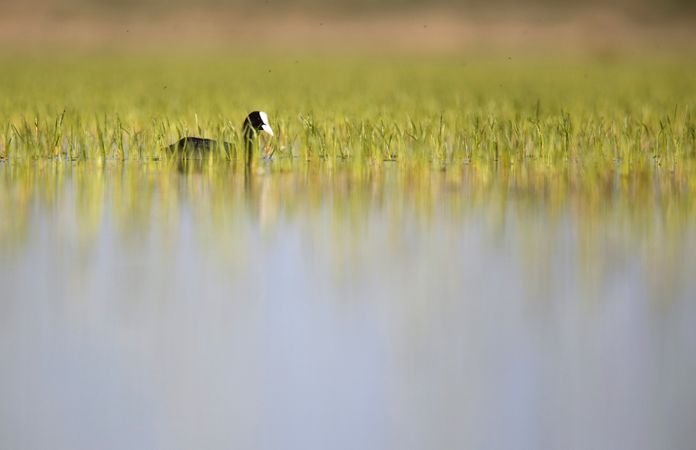 Wild coot bird swimming on water