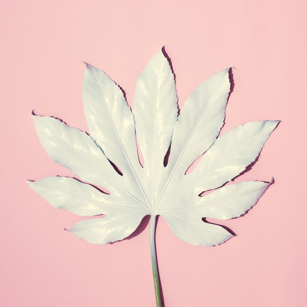 Tropical leaf on pink background