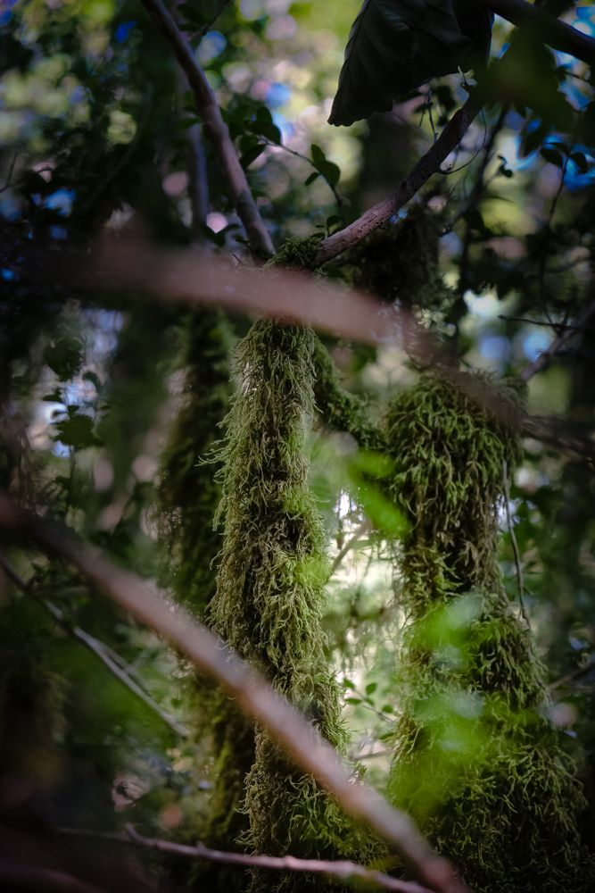Mossy base of tree, vertical