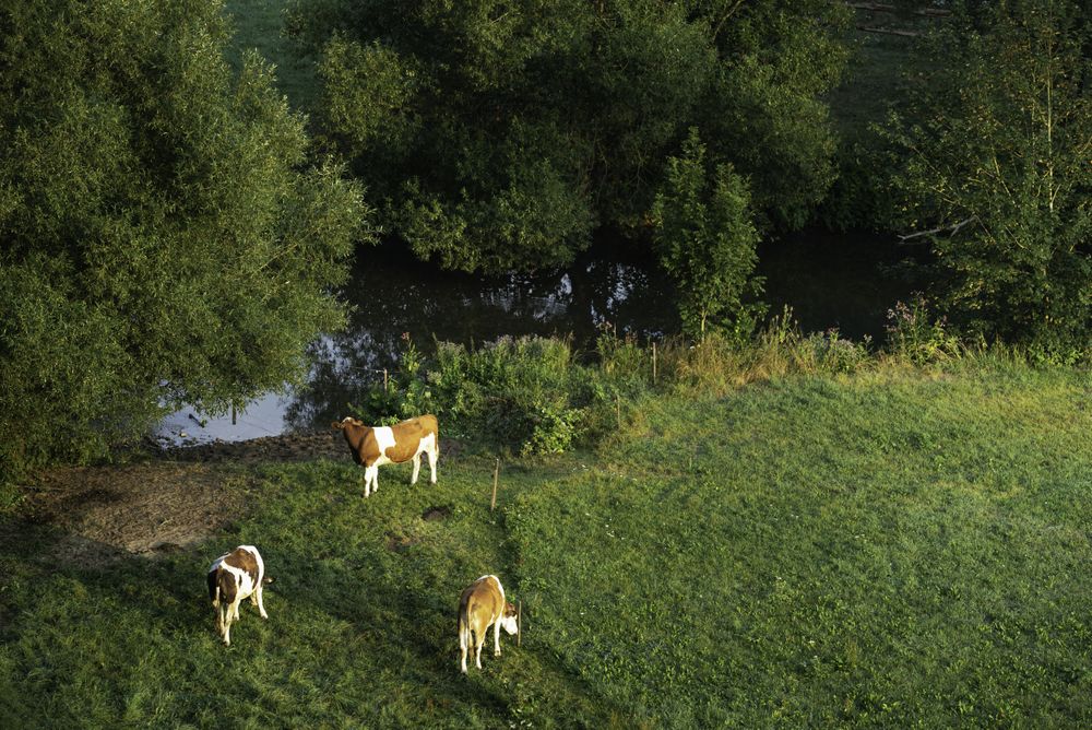 Cows grazing at sunrise on green pasture