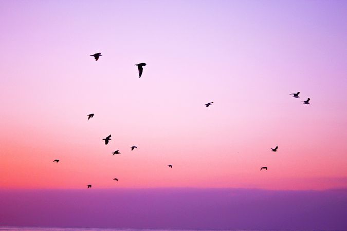 Silhouette of birds flying under pink sky during sunset