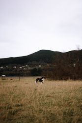 Cute dog walking on grass in nature