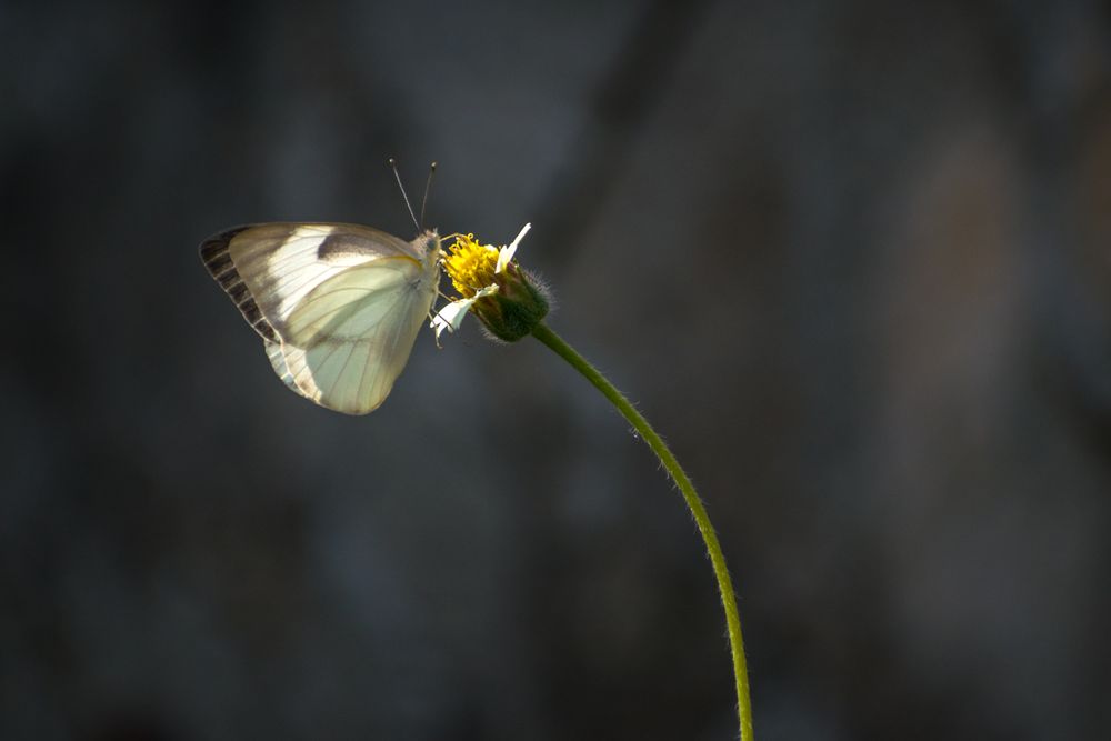 A beautiful Common Albatross Butterfly on a flower at a forest area in Mumbai, India