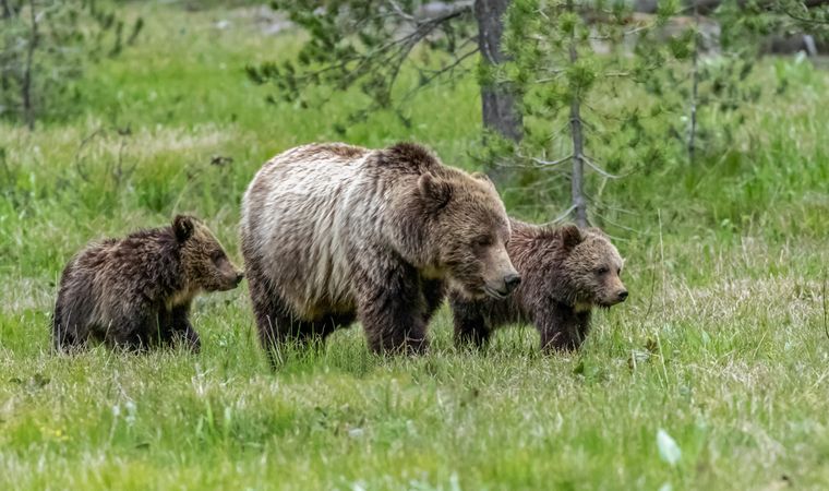 Three bear in a green field during daytime