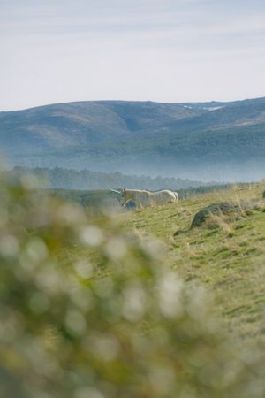 Unicorn walking in meadow