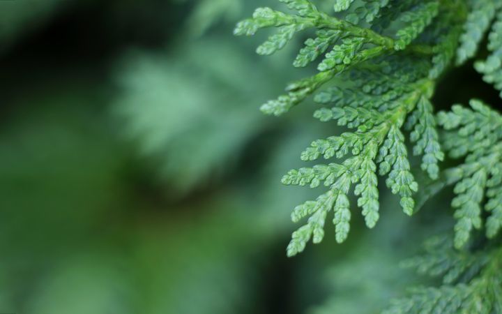 Dark green leaves