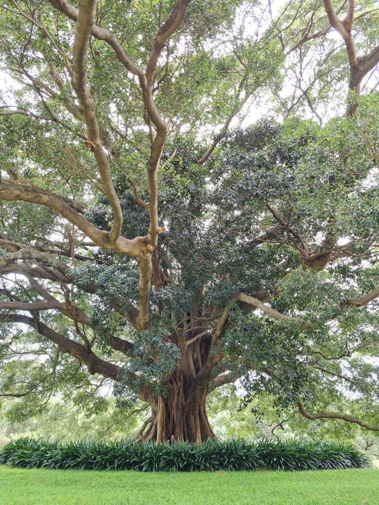 Large tree in park