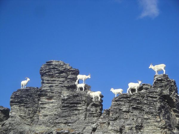 Dall sheep spread atop rocks