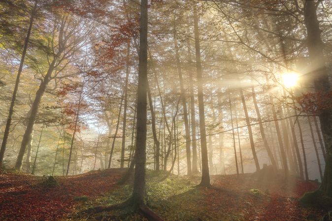 Sun rays through a misty autumn forest