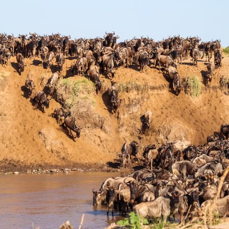 Wildebeest herd descending a steep riverbank during the Great Migration in Kenya