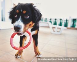 Bernese dog playing on the patio with a toy ring 4j8kx0