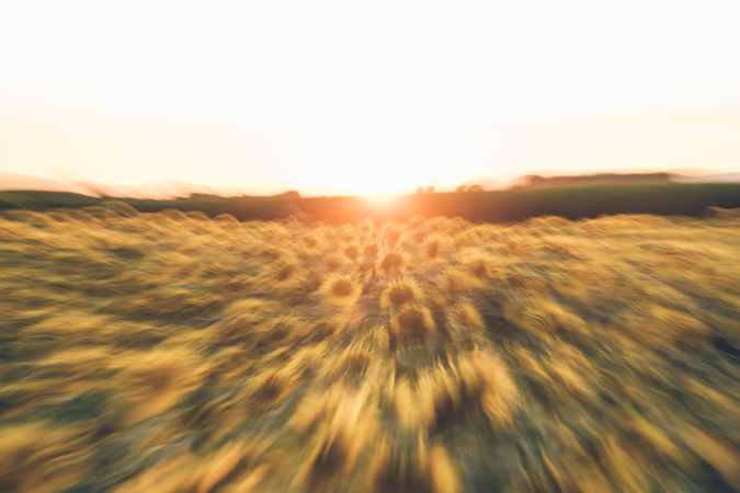 Blurred sunflower field in sunset time